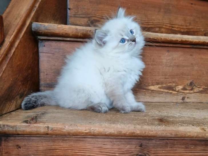 À céder à l’adoption 2 chatons Sibériens mâles LOOF nés en avril 2022