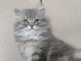 Adorables Britishs Longhairs à vendre