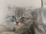 Adorables Britishs Longhairs à vendre