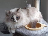 4 chatons Ragdolls LOOF à réserver