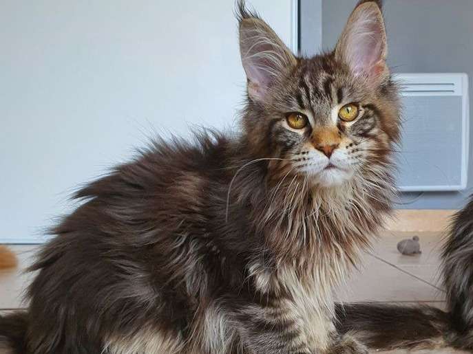 8 chatons Maine Coon LOOF disponibles