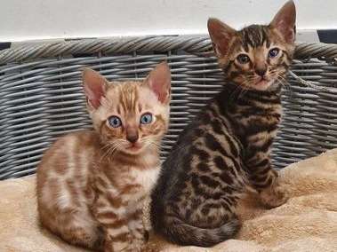 2 chatons Bengal à réserver (LOOF)