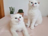 Mise à la réservation de 2 chatons Scottish Fold non LOOF