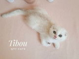 Mise à la réservation de 2 chatons Scottish Fold non LOOF