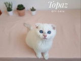 Mise à la réservation de 2 chatons Scottish Fold non LOOF