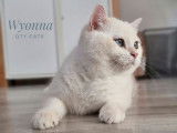 Mise à la réservation de 2 chatons Scottish Fold non LOOF