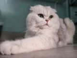 Mise à la réservation de 2 chatons Scottish Fold non LOOF