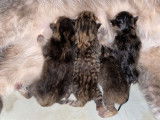 À réserver 4 chatons Scottish Straight non LOOF