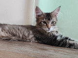 2 superbes chatons Maine Coon à réserver