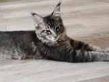 2 superbes chatons Maine Coon à réserver