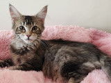 2 superbes chatons Maine Coon à réserver