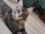 2 superbes chatons Maine Coon à réserver