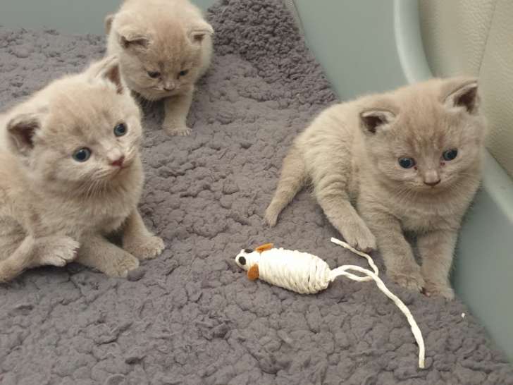 Magnifiques chatons British Shorthair bleus