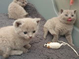 Magnifiques chatons British Shorthair bleus
