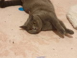 Magnifiques chatons British Shorthair bleus