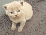 Magnifiques chatons British Shorthair bleus