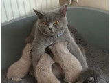 Magnifiques chatons British Shorthair bleus
