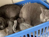 Magnifiques chatons British Shorthair bleus