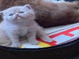 Chatons British Shorthair de pure race à vendre