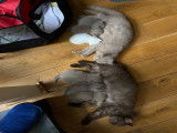 Chatons British Shorthair de pure race à vendre