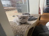 Chatons British Shorthair de pure race à vendre