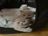 Chatons British Shorthair de pure race à vendre