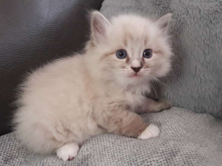 Chatons Sibériens LOOF à vendre