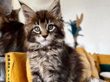 5 chatonnes Maine Coons &agrave; r&eacute;server LOOF