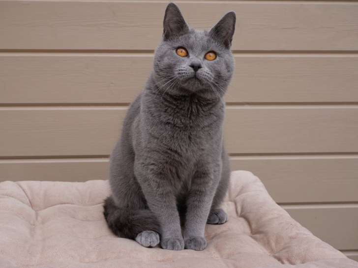 Un chaton Chartreux bleu LOOF à vendre