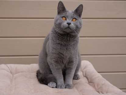 Un Chaton Chartreux Bleu Loof A Vendre Petite Annonce Chat