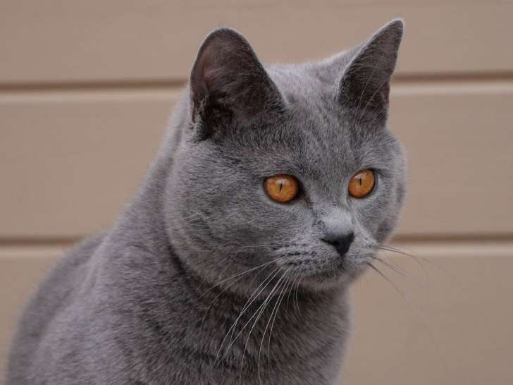 Un Chaton Chartreux Bleu Loof A Vendre Petite Annonce Chat