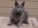 Un chaton Chartreux bleu LOOF à vendre
