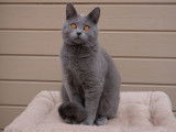 Un chaton Chartreux bleu LOOF à vendre