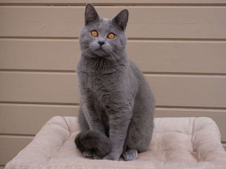 Un Chaton Chartreux Bleu Loof A Vendre Petite Annonce Chat