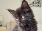 À réserver un chaton Maine Coon LOOF mâle noir solide