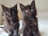 À réserver un chaton Maine Coon LOOF mâle noir solide