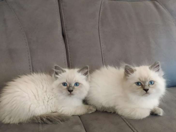 Tres Beaux Chatons Siberien Neva Masquerade A Vendre Petite Annonce Chat