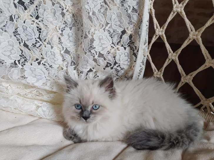 Tres Beaux Chatons Siberien Neva Masquerade A Vendre Petite Annonce Chat