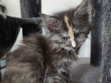 Une chatonne Maine Coon LOOF noir tacheté à réserver