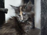 Une chatonne Maine Coon LOOF noir tacheté à réserver