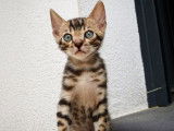 Un chaton Bengal marron LOOF disponible à la réservation