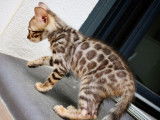 Un chaton Bengal marron LOOF disponible à la réservation