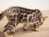 Un chaton Bengal marron LOOF disponible à la réservation