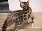 Un chaton Bengal marron LOOF disponible à la réservation
