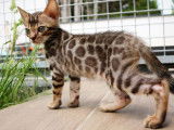Un chaton Bengal marron LOOF disponible à la réservation