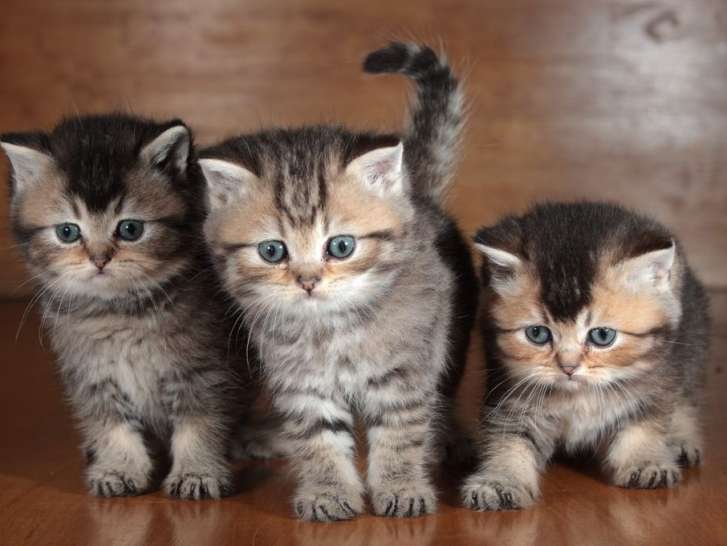 3 chatons British LOOF mâles disponibles à la réservation