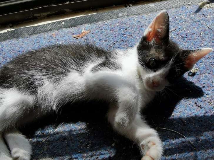 Pitchou, chaton croisé Cornish Rex à l'adoption