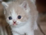 Majestueux chatons British Shorthair LOOF disponibles dès juin 2022 : trois femelles et deux mâles