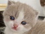 Majestueux chatons British Shorthair LOOF disponibles dès juin 2022 : trois femelles et deux mâles