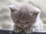 Majestueux chatons British Shorthair LOOF disponibles dès juin 2022 : trois femelles et deux mâles